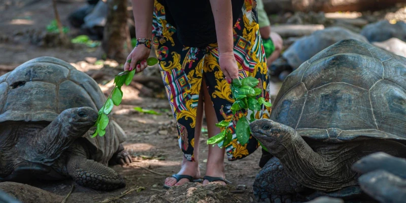 3. Visit Prison Island and Giant Tortoises