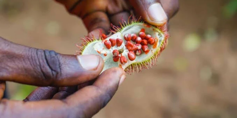 4. Discover Zanzibar’s Spice Farms