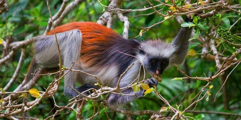 7. Visit Jozani Forest and See Red Colobus Monkeys