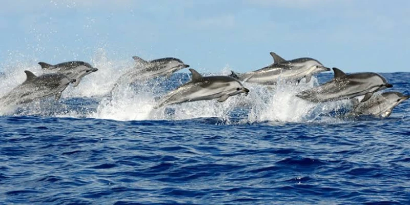 8. Swim with Dolphins in Kizimkazi