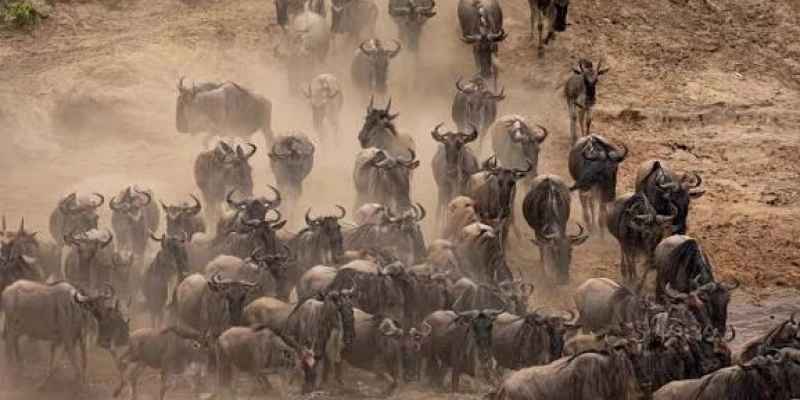 The Great Migration 