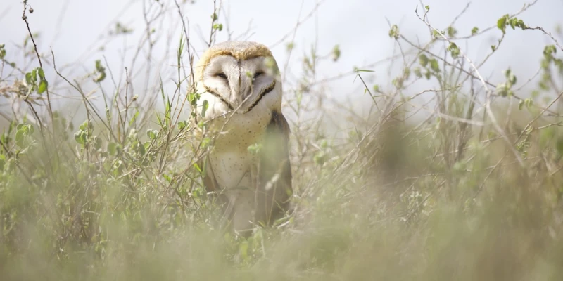Exceptional Wildlife Density and Diversity