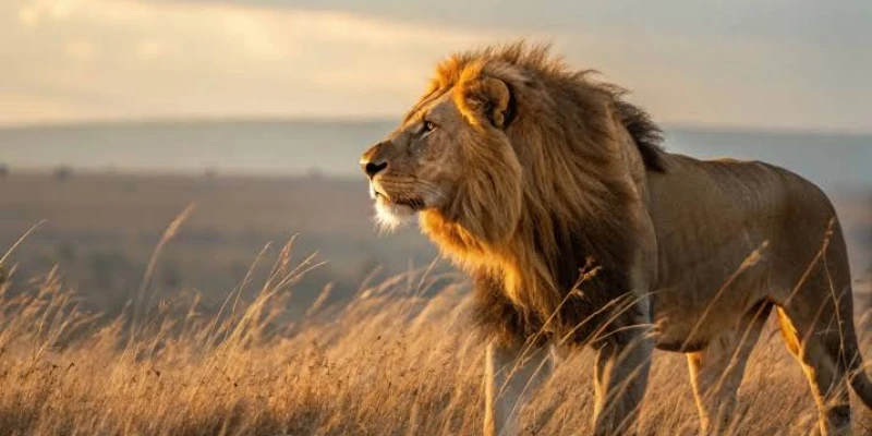 Year-Round Safari Viability
