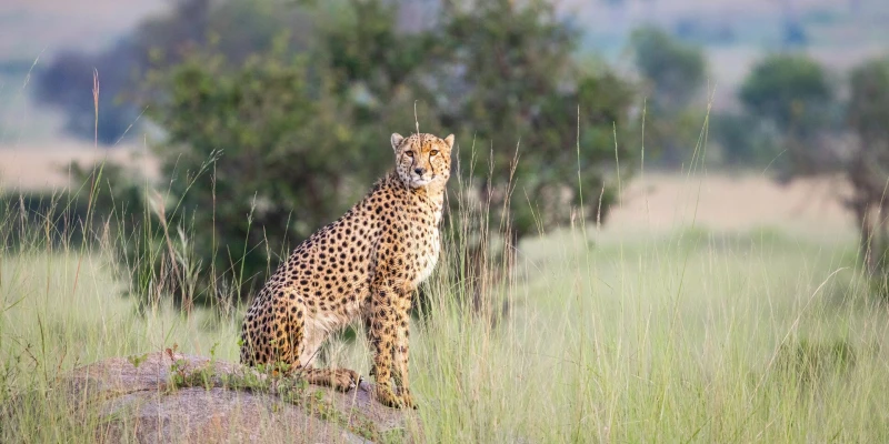 Are you ready for a safari experience that delivers more than expectations?