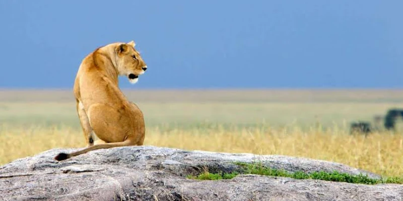 High Probability of Big Five Sightings