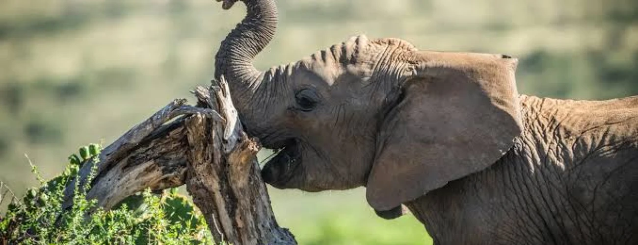 Why Tarangire National Park Is Famous for Elephants - main view