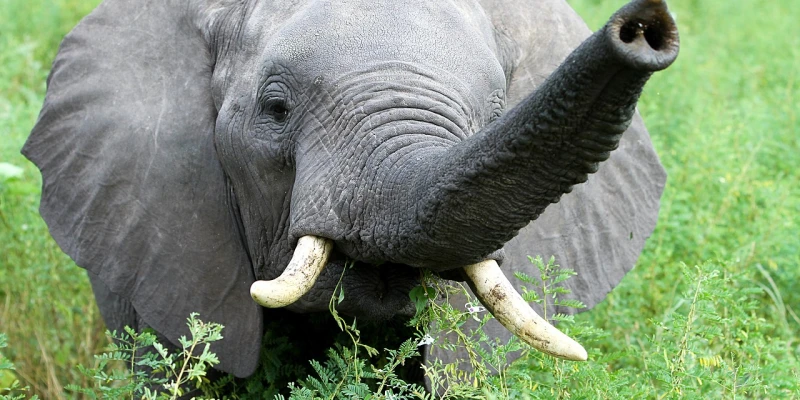 Why Tarangire National Park Is Famous for Elephants - detail view