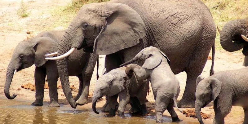 4. Unique Landscape That Supports Elephant Life