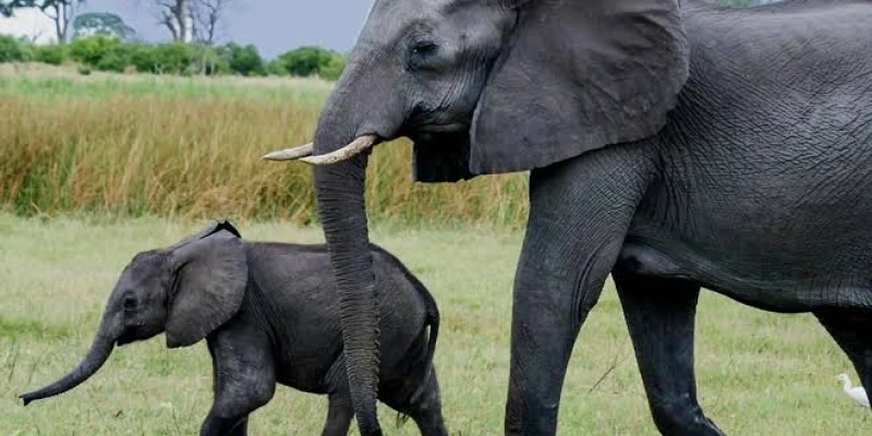 6. Strong Elephant Family Structures