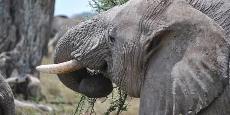 2. One of the Largest Elephant Populations in Tanzania