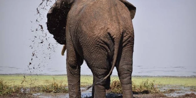 7. Conservation Importance