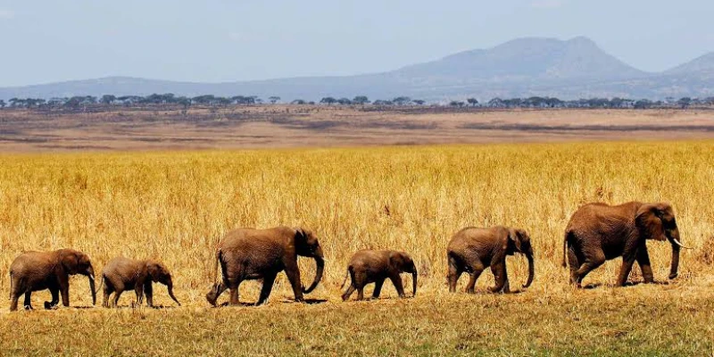 Best Time to See Elephants in Tarangire