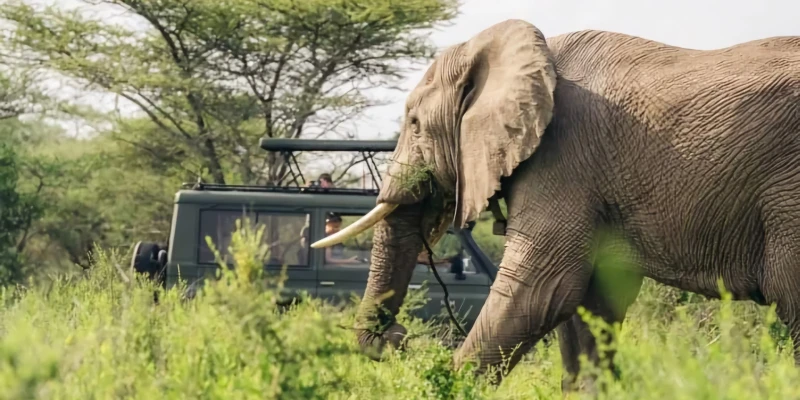 Safari First, Zanzibar Last