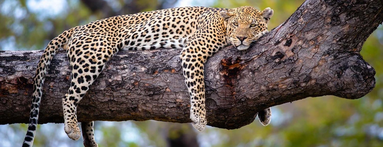How Many Days You Need for Serengeti National Park - main view