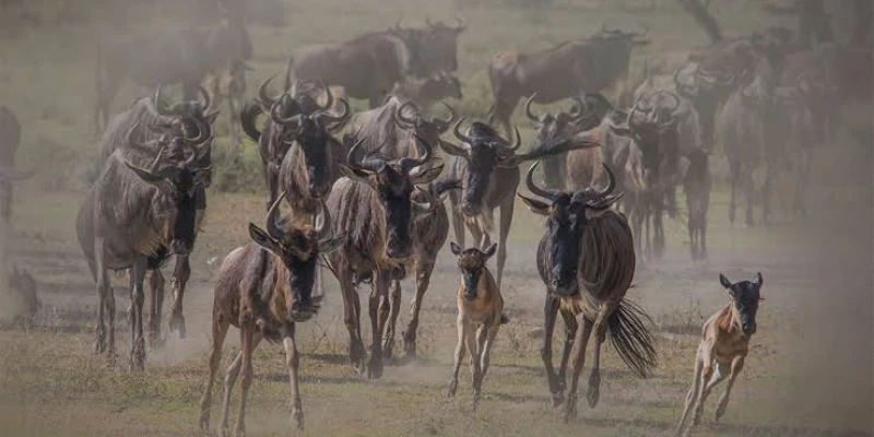 6–7 Days: Deep Immersion into the Serengeti Ecosystem
