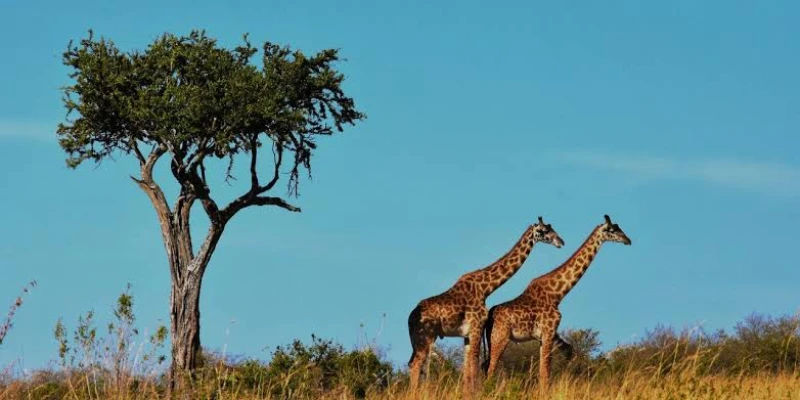 How Many Days You Need for Serengeti National Park - detail view