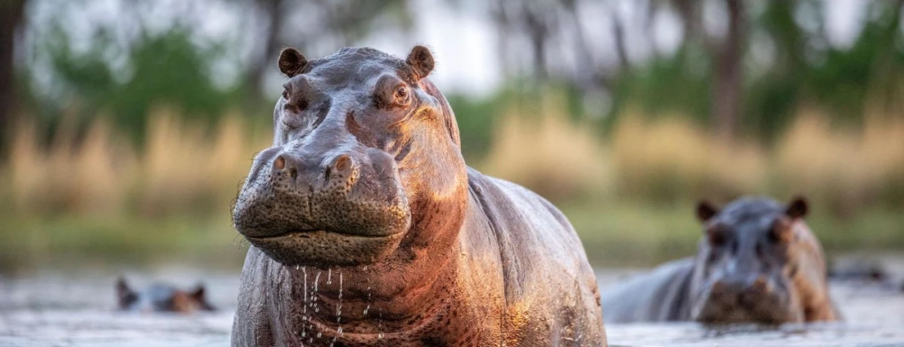 Top Animals to See in Ngorongoro Crater - main view