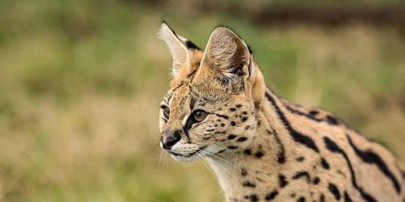 Unique and Less Common Species