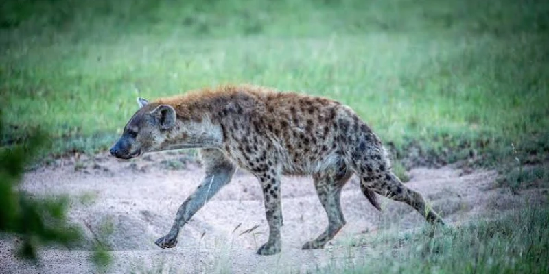Predators Beyond the Big Five
