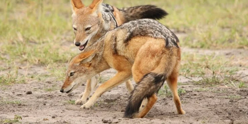 Why Wildlife Viewing Is So Effective in Ngorongoro