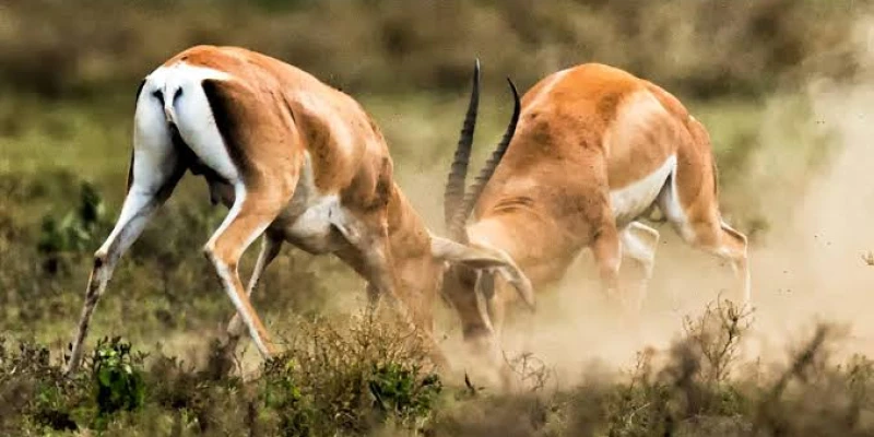 Herbivores