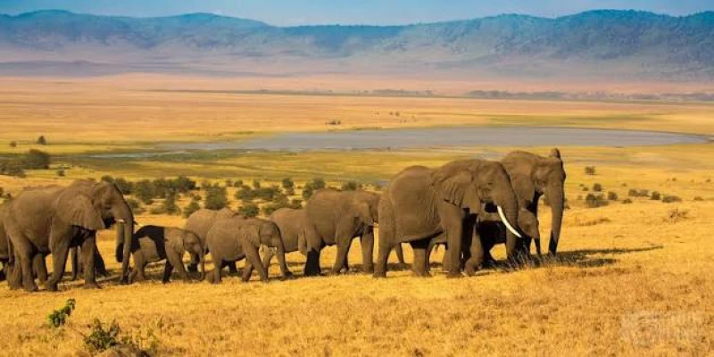Top Animals to See in Ngorongoro Crater - detail view