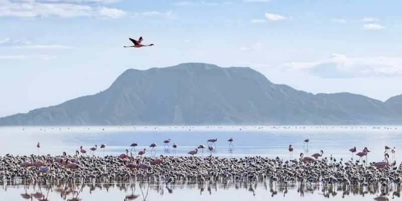Wetland Birds: Life Around Water Systems