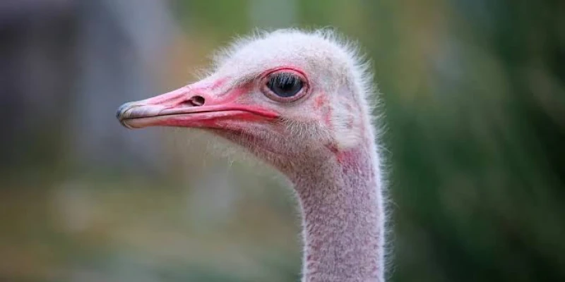 Birds of Tanzania Safari Parks - detail view