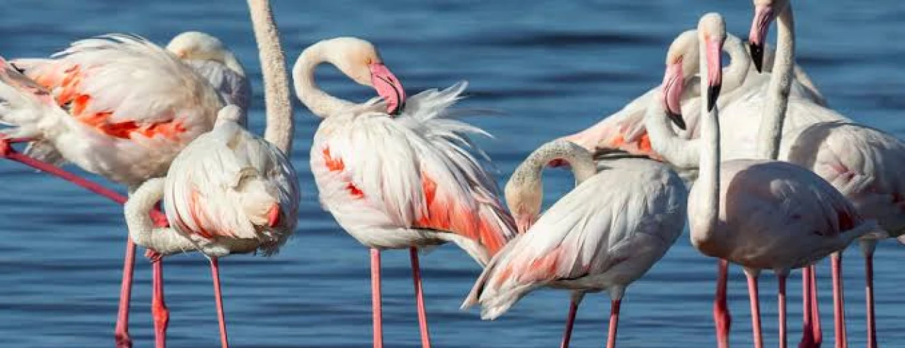 Birds of Tanzania Safari Parks - main view