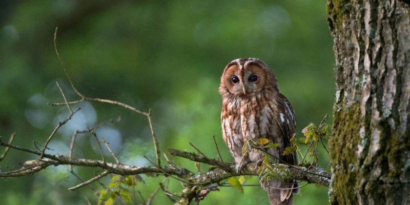 Forest and Woodland Birds: Hidden Diversity