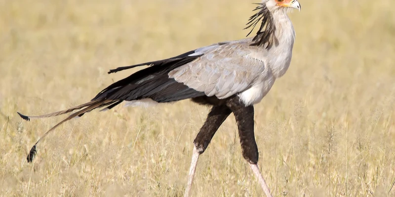 Seasonal Migration and Bird Movement