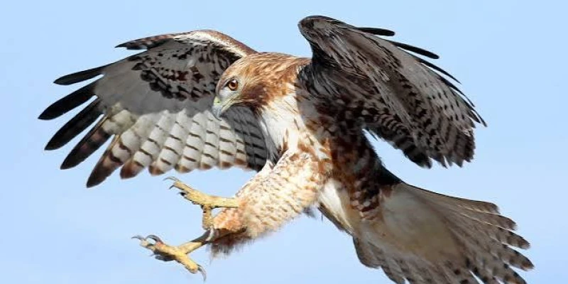 Birds of Prey: Predators of the Sky