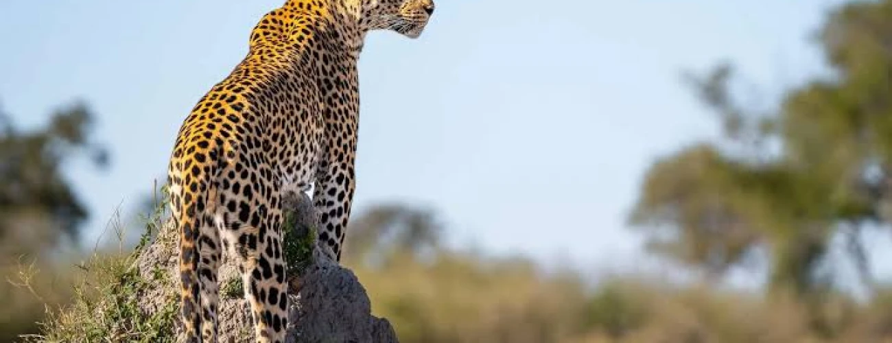 Best Time to See Big Five in Tanzania - main view