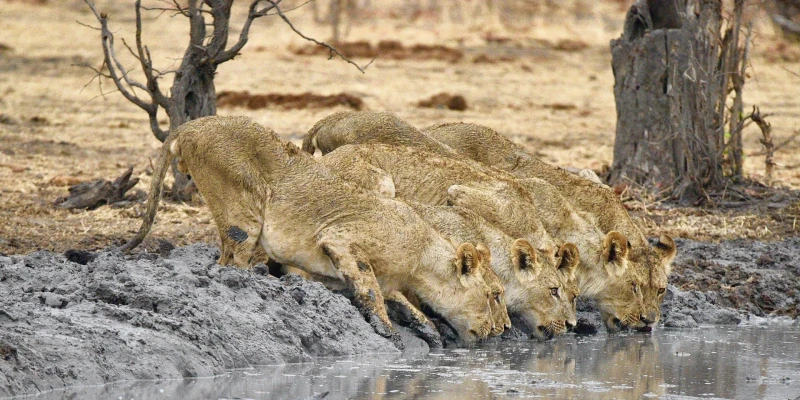 December to February: Active Ecosystems and Predator Behavior