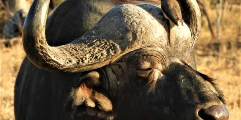 Best Time to See Big Five in Tanzania - detail view