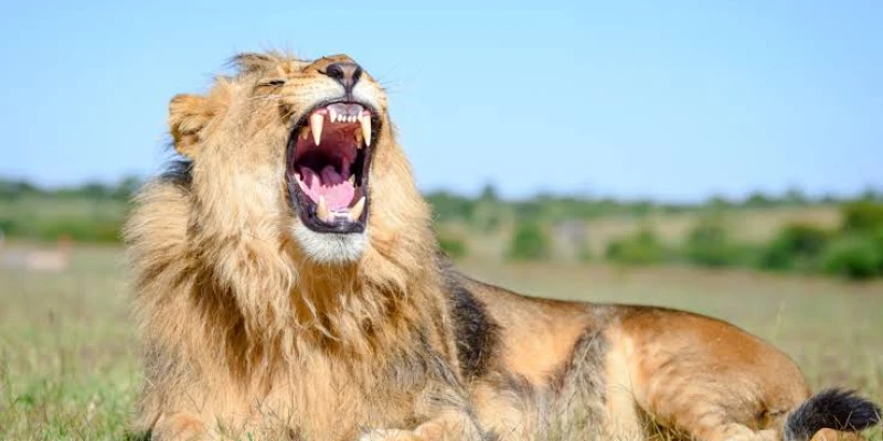Park-Specific Strengths for the Big Five