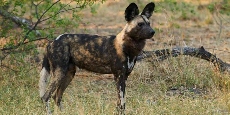 Your First Wildlife Sightings Feel Different in Real Life