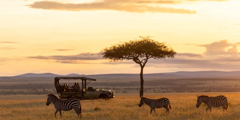 What to Expect on Your First Game Drive in Tanzania - detail view