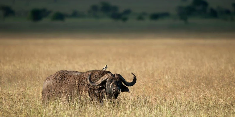Safari Conditions Are Real and Unfiltered
