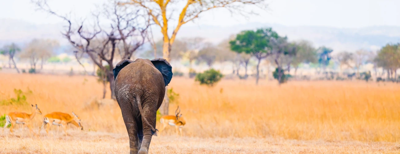 What to Expect on Your First Game Drive in Tanzania - main view