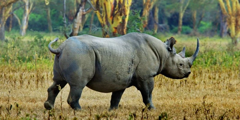 Big Five Encounters Are a Major Highlight