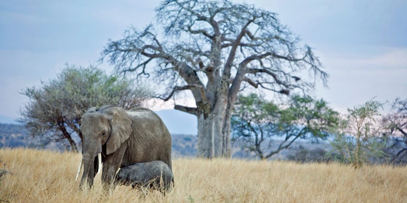 Game Drives Are Based on Wildlife Tracking