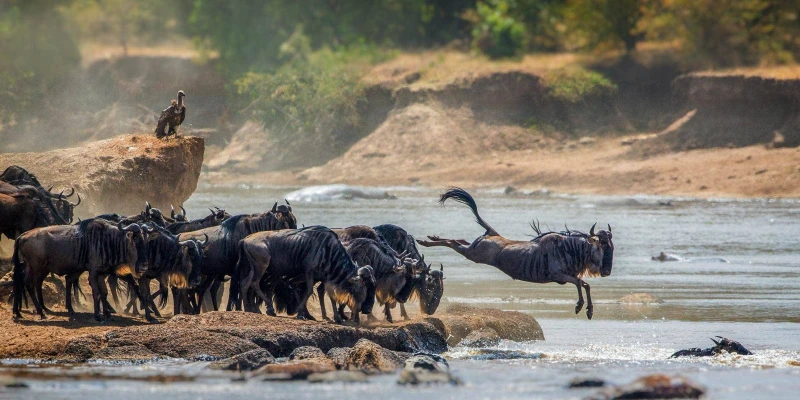 Witnessing the Great Migration in Real Time