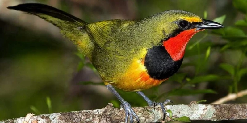 Birdlife Is Everywhere During the Safari