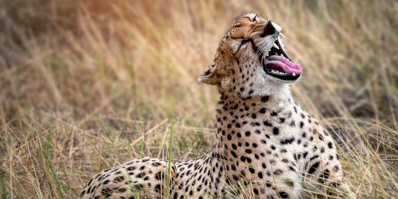 Predator Sightings Can Become Extremely Intense