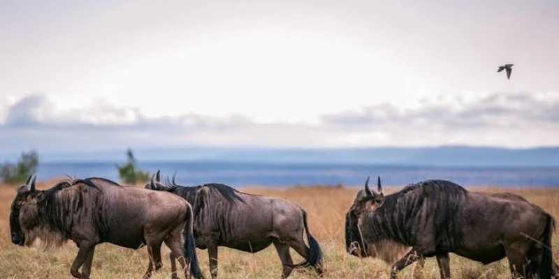 April to May: Migration Movement and Green Season