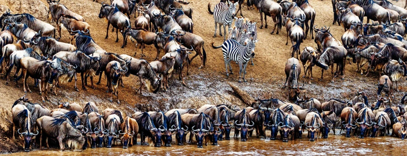 Best Time to Visit Serengeti for the Great Migration - main view