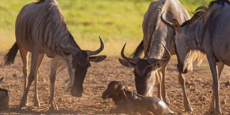 Best Time to Visit Serengeti for the Great Migration - detail view
