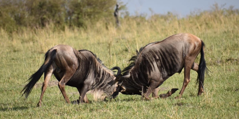 The Migration Is More Than River Crossings