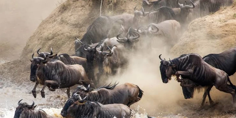 November to December: Return to Southern Serengeti